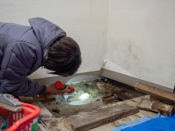 Best Mold Prevention Services  in Danvers, IL