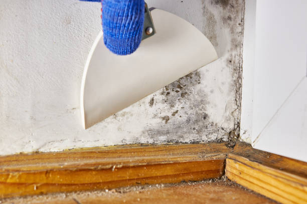 Best Emergency Mold Remediation  in Danvers, IL